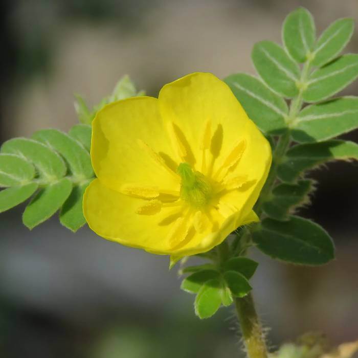 Extracto de Tribulus terrestris